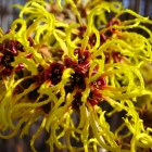 Zaubernuss Arnold Promise / Hamamelis x intermedia Arnold Promise